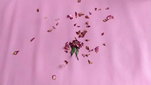 Single Red Rose on Soft Pink Backgroundt Stock Footage 328417893