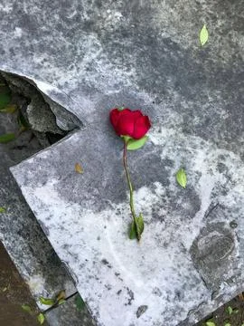 Single red rose on stone surface Stock Photos