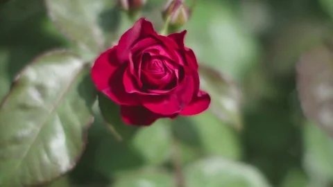 Single red rose swinging in wind, close up Stock Footage 75361049