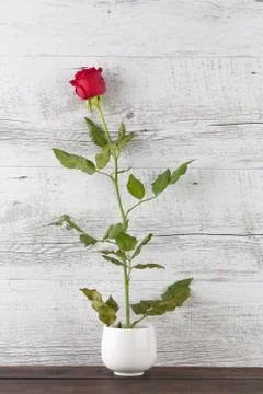 Single red rose in tiny ceramic vase Foto stock