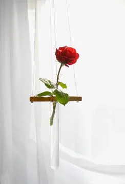 Single red rose in vase by the window Stock Photos