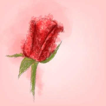 Single red rose vector with watercolor style Stock Illustration