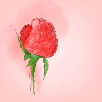 Single red rose vector with watercolor style Stock Illustration