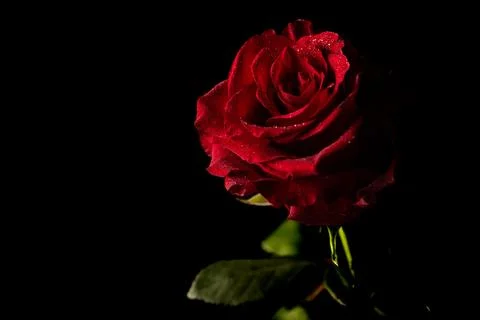 Single Red Rose with Water Drops Isolated on Black Background Stock Photos