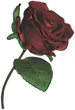 Single red rose on white background Stock Illustration