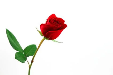 Single red rose on white background Stock Photos