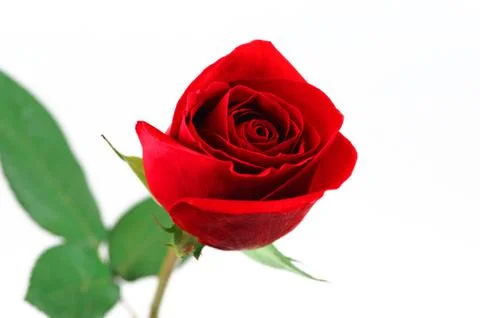 Single red rose on white background Stock Photos
