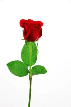 Single red rose on white background Stock Photos