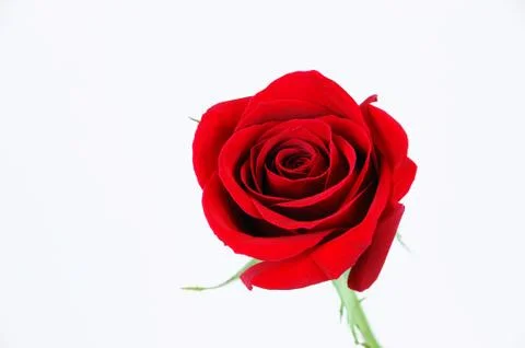 Single red rose on white background Stock Photos