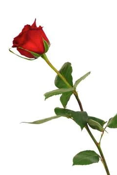 Single red rose on a white background Stock Photos