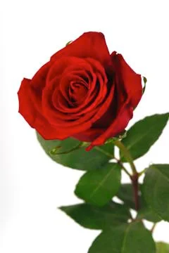 Single red rose on a white background Stock Photos