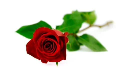 Single red rose on a white background Stock Photos