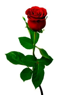 Single red rose on a white background Stock Photos