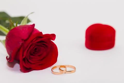 Single red rose on white background. Stock-Fotos