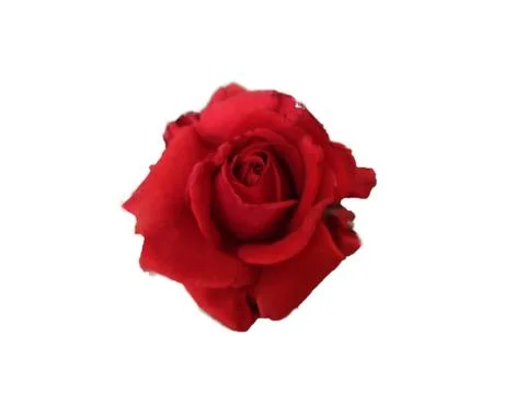 Single red rose on a white background 写真素材
