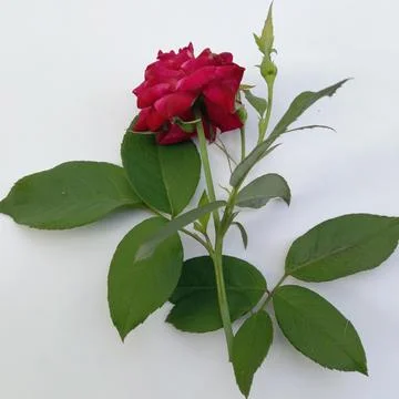 A single red rose on a white background Stock-Fotos