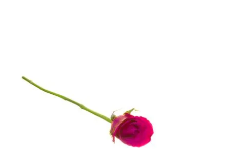Single Red Rose on White Stock Photos
