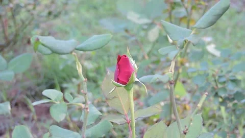 A single red rosebud, garden variety, just beginning to open. Stock Footage 334701253