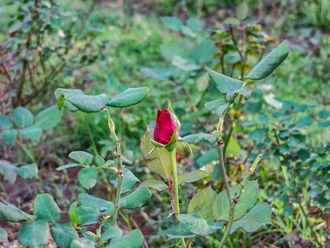 A single red rosebud preparing to bloom in a lush green garden. Stock-Fotos