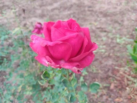 Single red roseflower Stock Photos