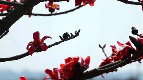 Single red silk cotton flower blooming on tree branch Stock-Footage 330705127