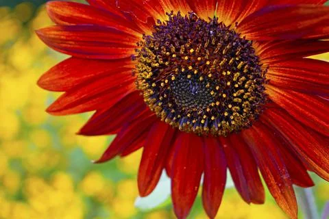 Single Red Sunflower Head Close-Up -09 Stock Photos