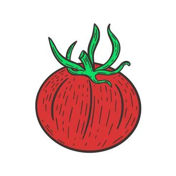 Single red tomato hand engraved Illustrazione stock