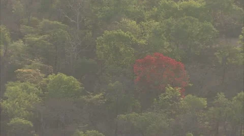 Single red tree between green trees. Niassa Reserve, Mozambique. Stock Footage 23832970