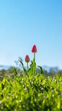 Single red tulip blooming in spring Stock Photos