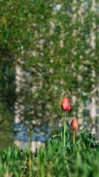 Single red tulip blooming in spring Stock Photos