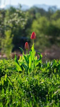 Single red tulip blooming in spring Stock Photos