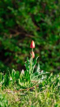 Single red tulip blooming in spring Stock Photos