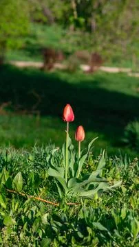 Single red tulip blooming in spring Stock Photos