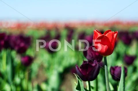 Single red tulip in field of violet Stock Photos
