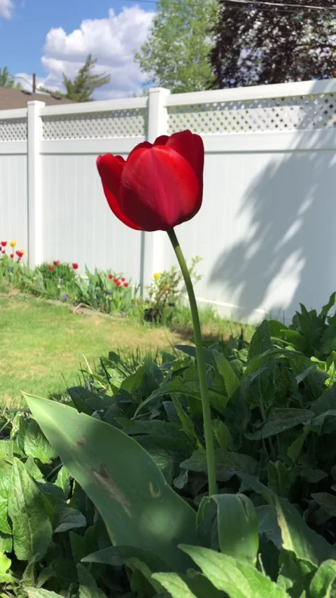 Single red tulip Stock Footage 152856362