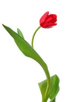 Single red tulip Stock Photos