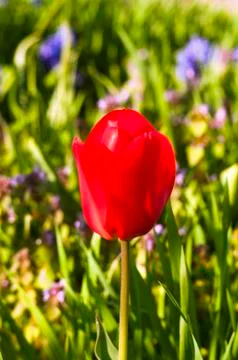 Single red tulip Stock Photos