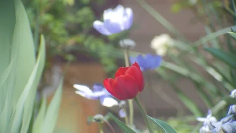 Single red tulip pull focus to single lilac anemone flower Stock Footage 96723099