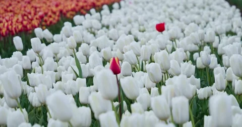 Single red tulip standing out in a field of white tulips Stock Footage 343898141