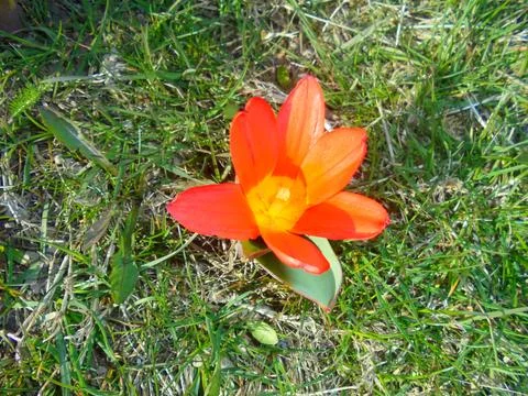 Single red tulip top-down view on grassy lawn in spring sunlight Stock Photos
