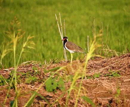 Single Red-wattled Lapwing or Vanellus indicus walking on the field Stock Photos