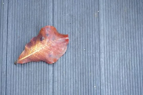 Single reddish-brown fallen leaf on a grey wooden deck top-down view Stock Photos