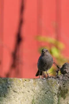 Single redstart small bird stands in the garden and looks into camera Stock Photos
