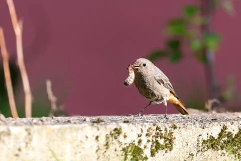 Single redstart small bird stands in the garden with big worm in beak Stock Photos