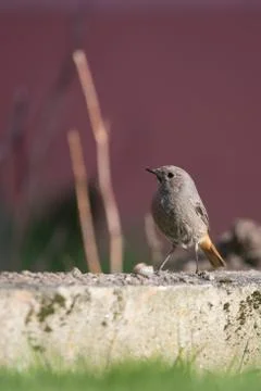 Single redstart small bird stands in the garden with big worm Stock Photos