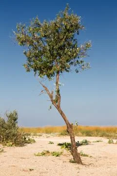 Single ree steppe Stock Photos