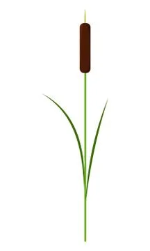 Single reed stem plant vector isolated on white background Stock Illustration