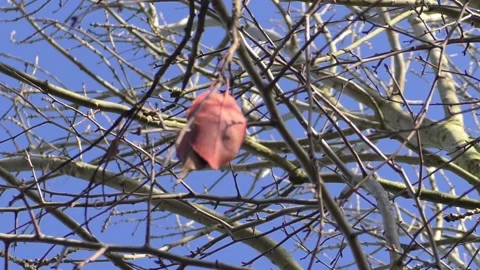 Single Remaining Leaf Stock Footage 230921910