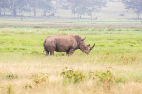 Single Rhino Stock Photos