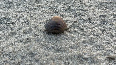 A single ribbed seashell, dark brown and perfectly rounded, sits isolated on  库存照片